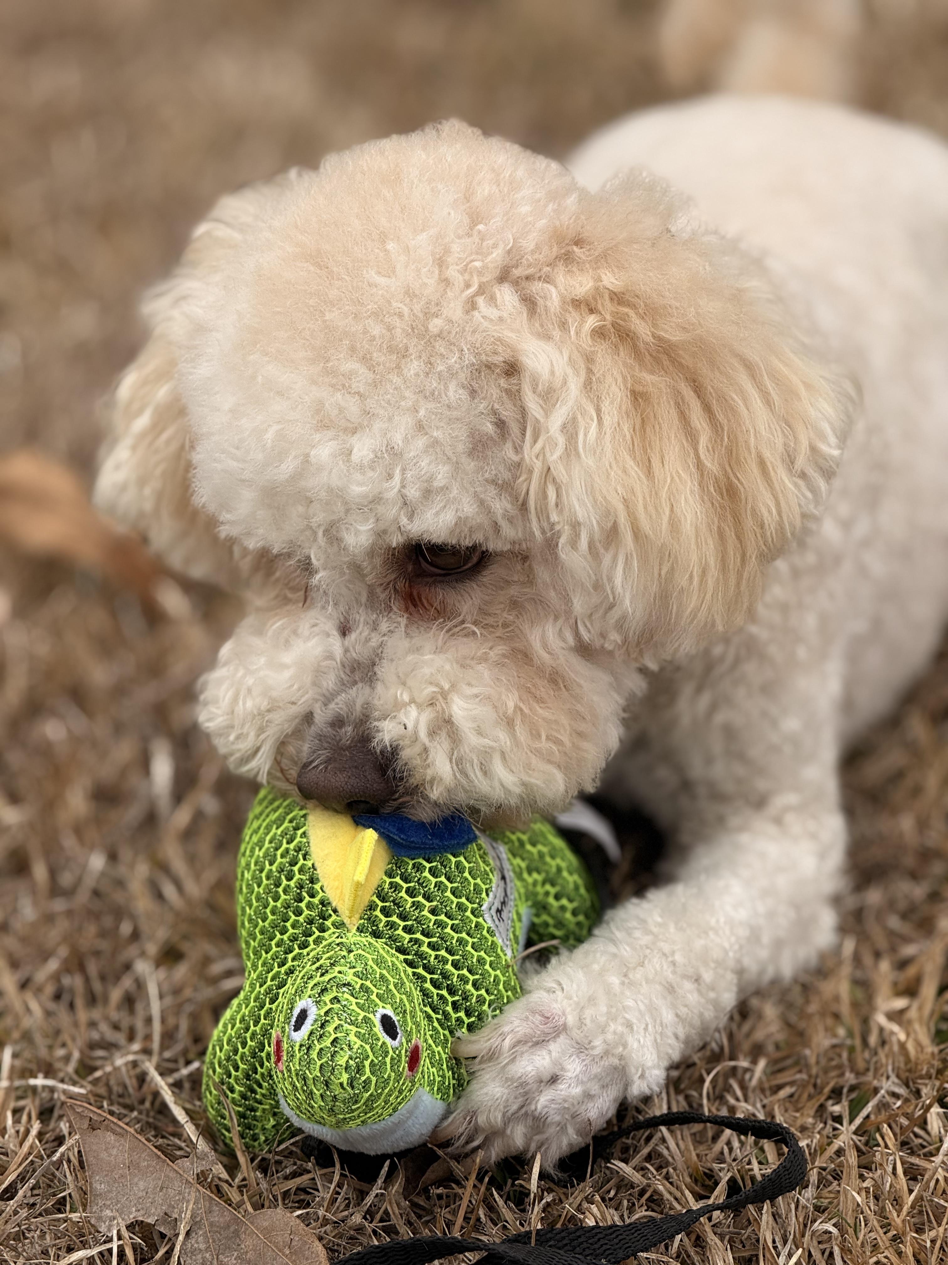 Kongo, a ADOPTABLE mixed breed in Texarkana, TX image 5/5