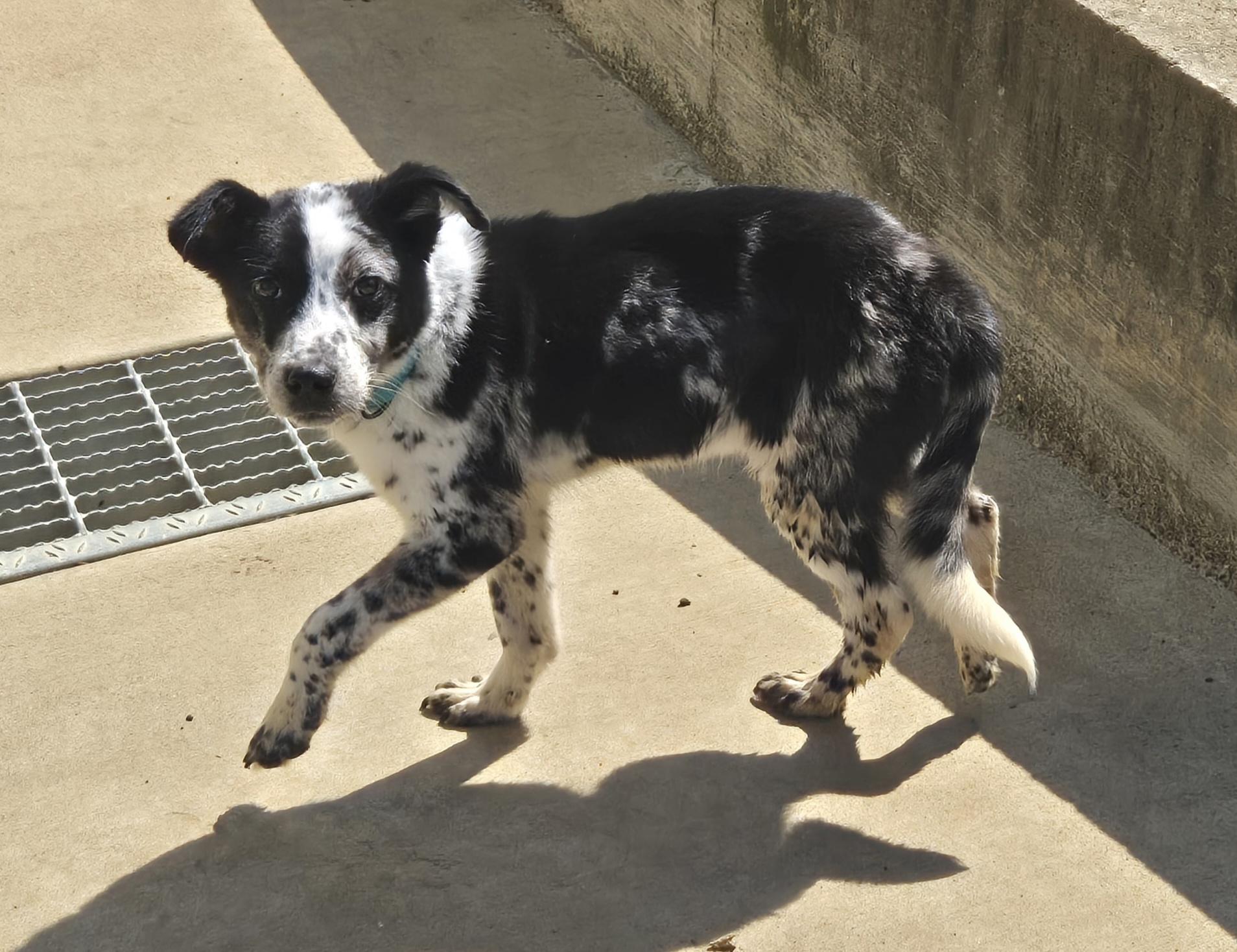 Enlarge Maverick, an adopted mixed breed in Keokuk, IA image 5/6