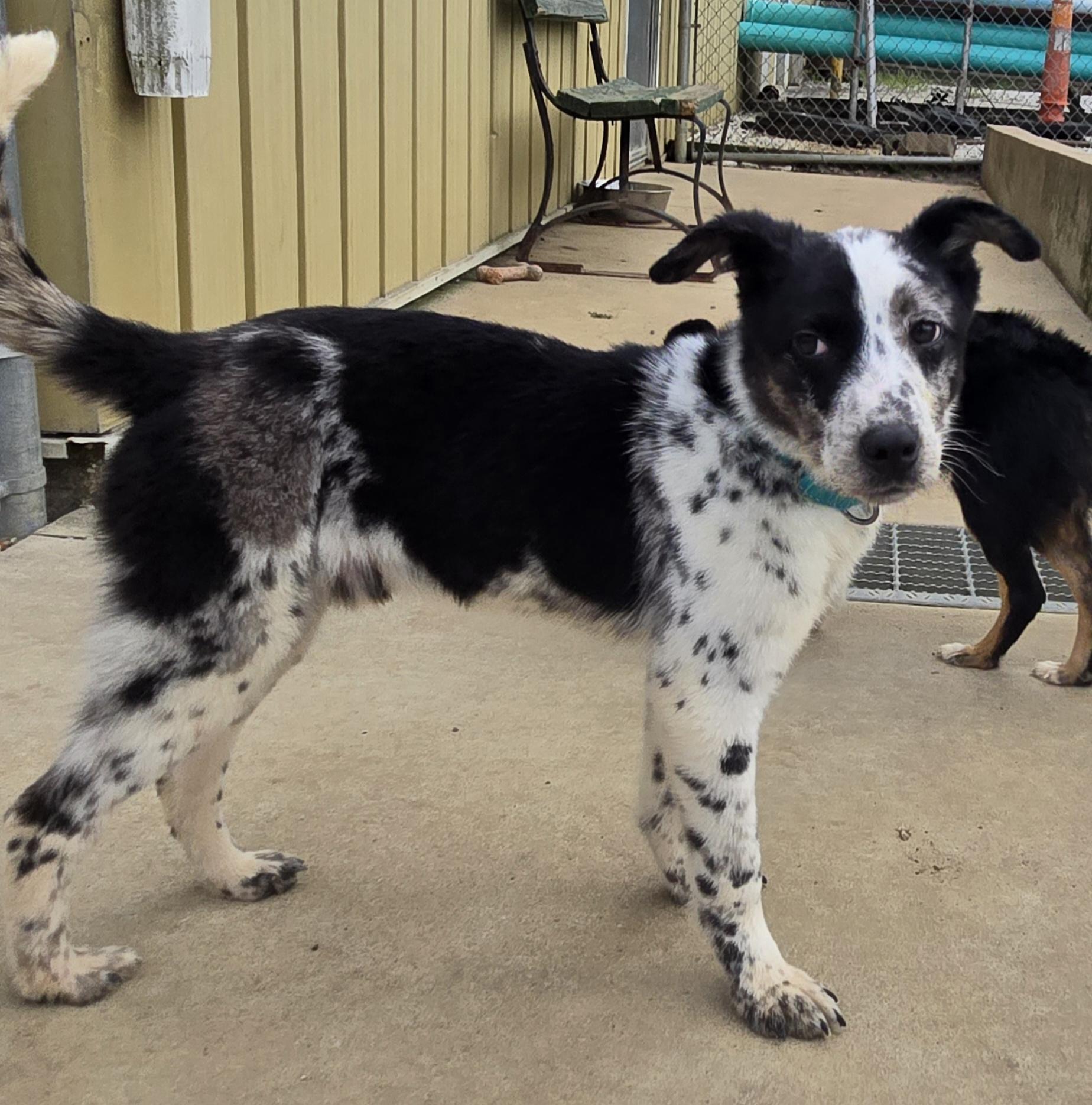 Enlarge Maverick, an adopted mixed breed in Keokuk, IA image 6/6
