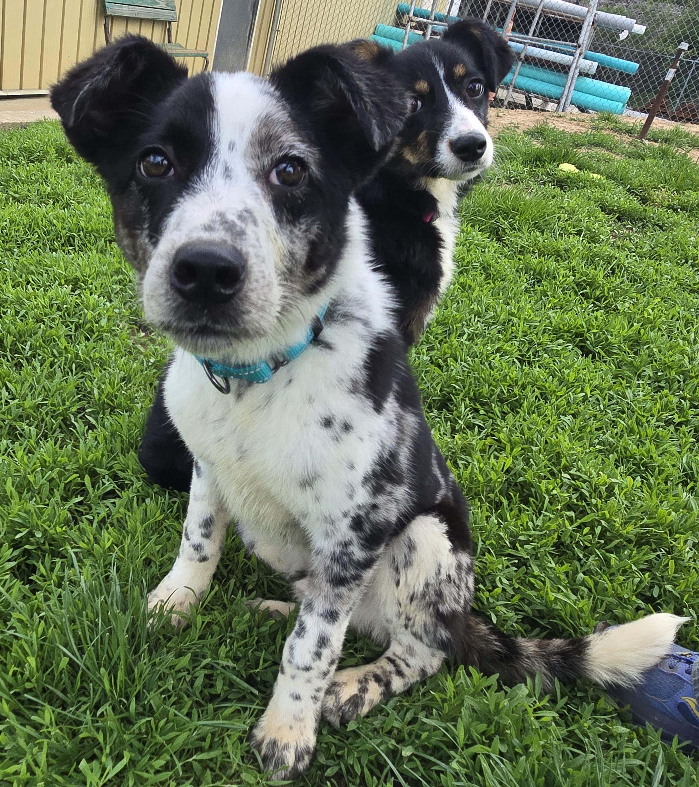 Enlarge Maverick, an adopted mixed breed in Keokuk, IA image 3/6