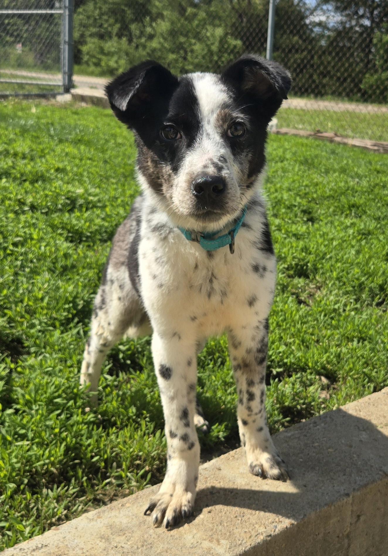Enlarge Maverick, an adopted mixed breed in Keokuk, IA image 1/6
