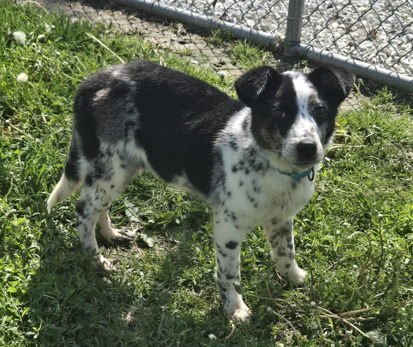 Enlarge Maverick, an adopted mixed breed in Keokuk, IA image 4/6