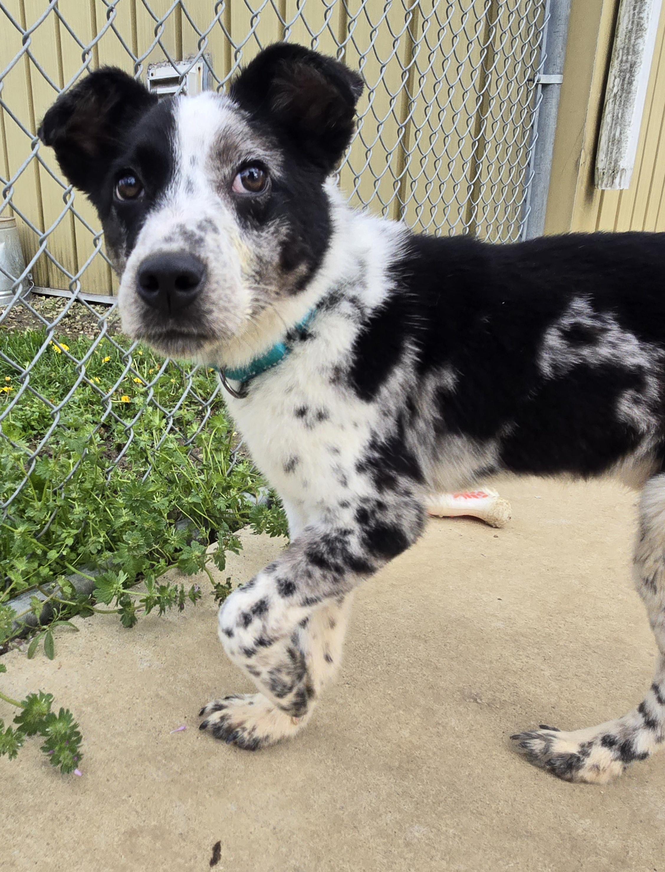 Enlarge Maverick, an adopted mixed breed in Keokuk, IA image 2/6