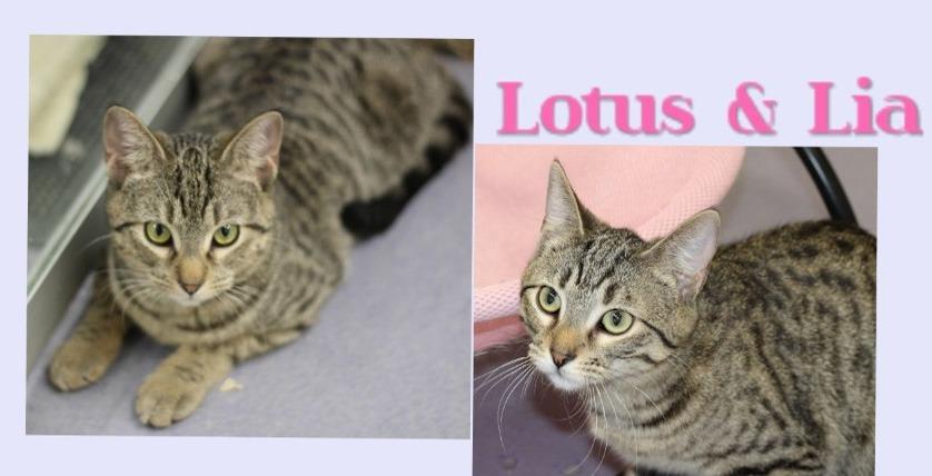 Enlarge Lia & Lotus (dog friendly), a Adoptable mixed breed in Rockford, IL image 1/3