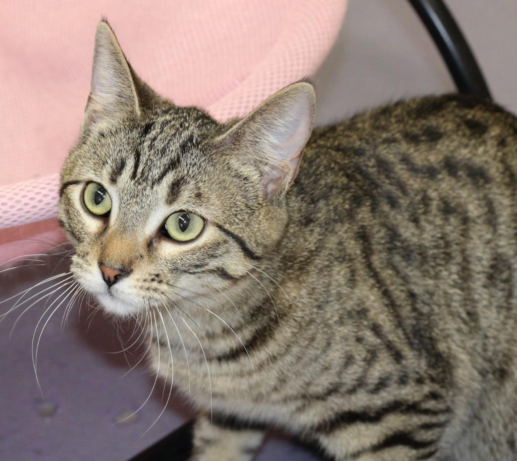 Lia, Adoptable, Kitten Female Domestic Short Hair.