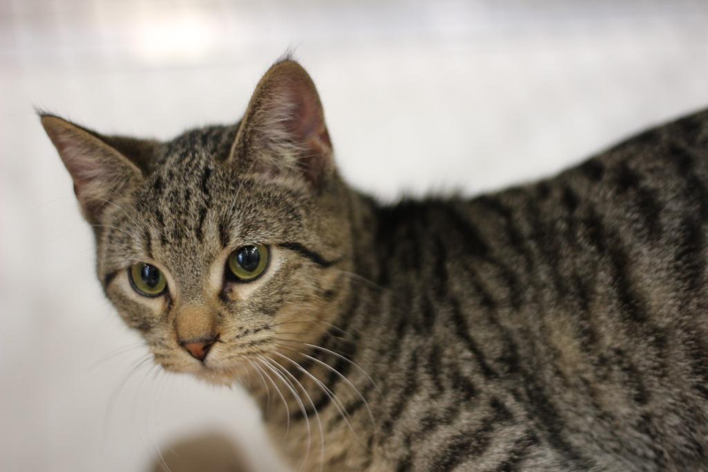 Lia, Adoptable, Kitten Female Domestic Short Hair.