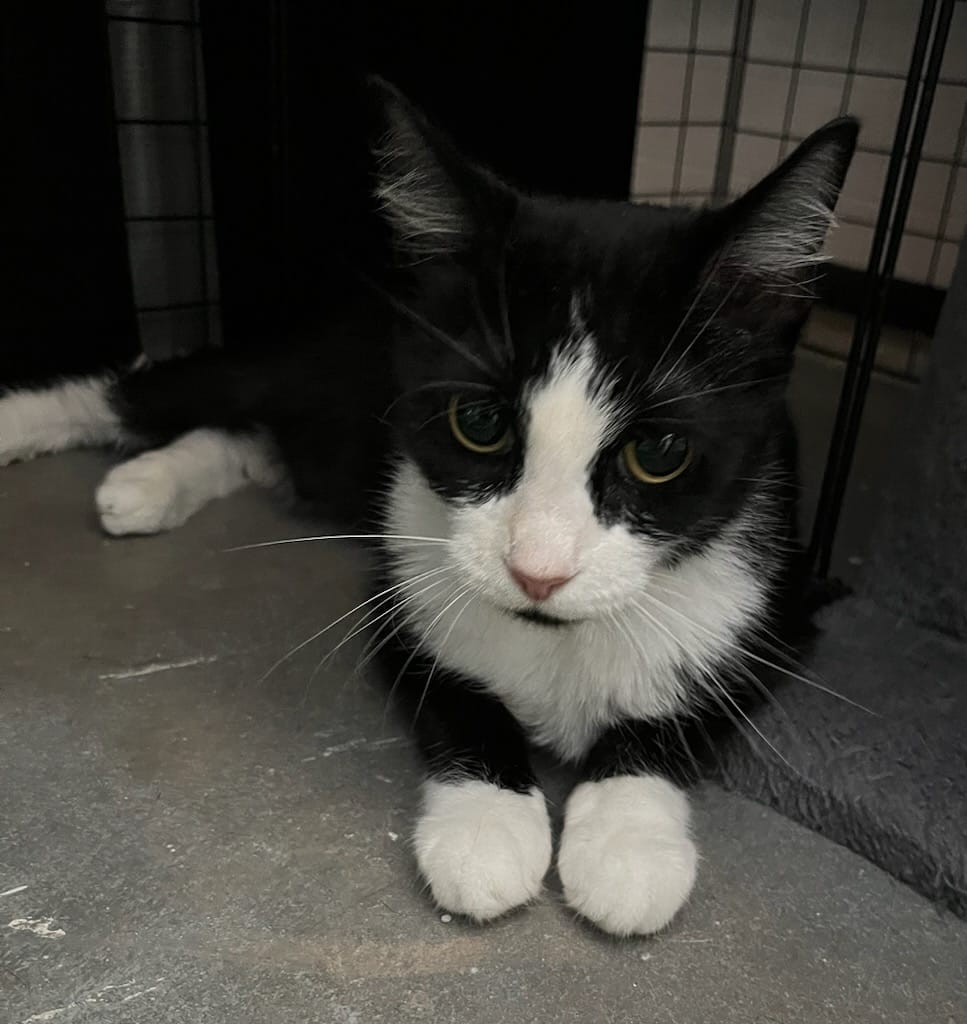 Enlarge Baylee, a Adoptable American Shorthair in Lakeland, FL image 4/5