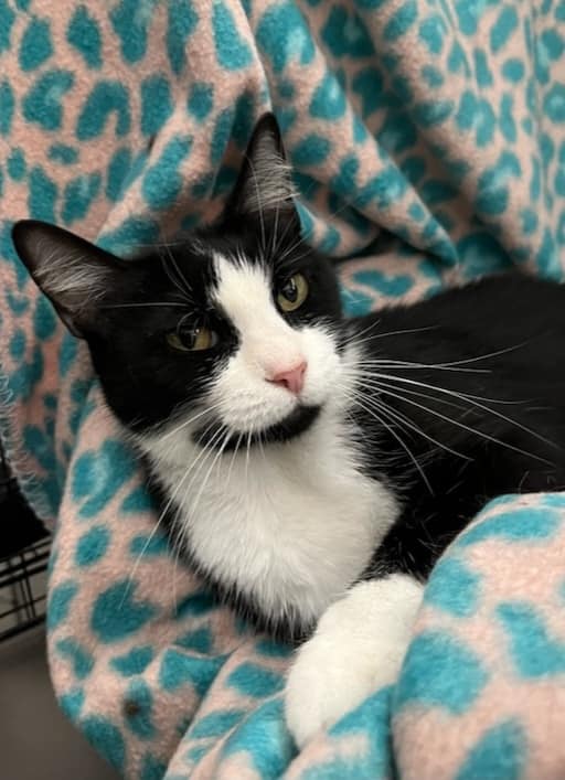 Baylee, Adoptable, Adult Female American Shorthair.