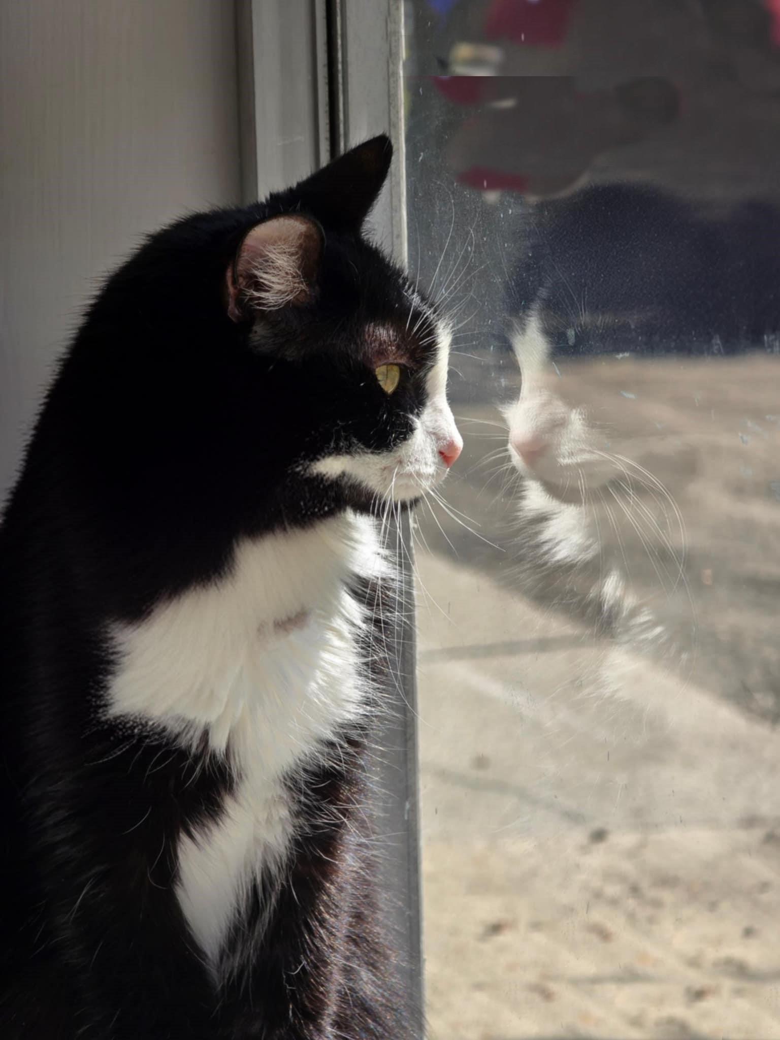 Baylee, Adoptable, Adult Female American Shorthair.