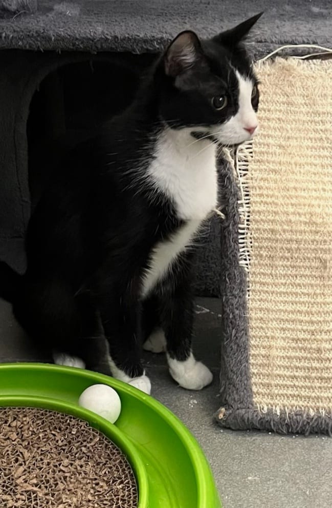 Enlarge Baylee, a Adoptable American Shorthair in Lakeland, FL image 5/5