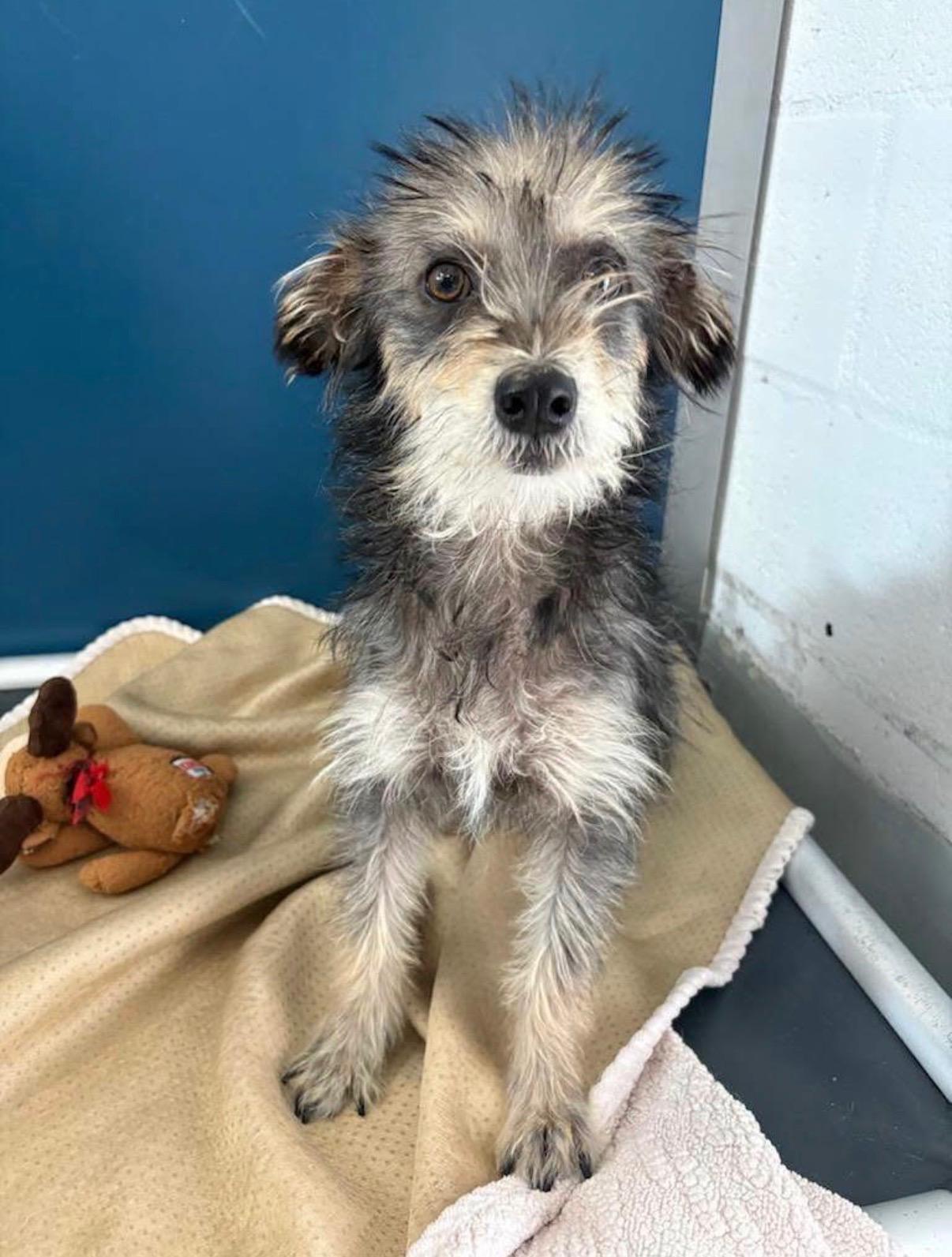 Dudley, ADOPTABLE, Young Male Terrier & Schnauzer.