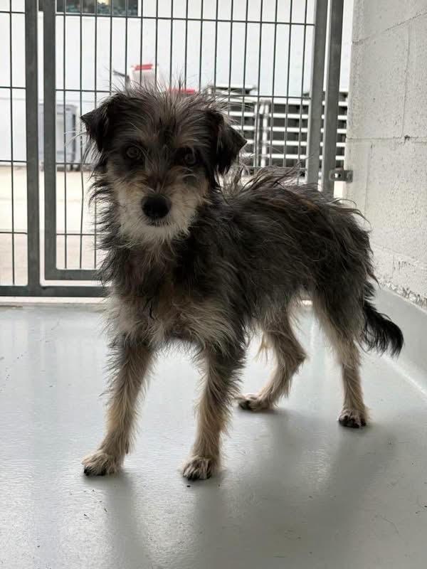 Enlarge Dudley, a ADOPTABLE mixed breed in Gardnerville, NV image 2/2