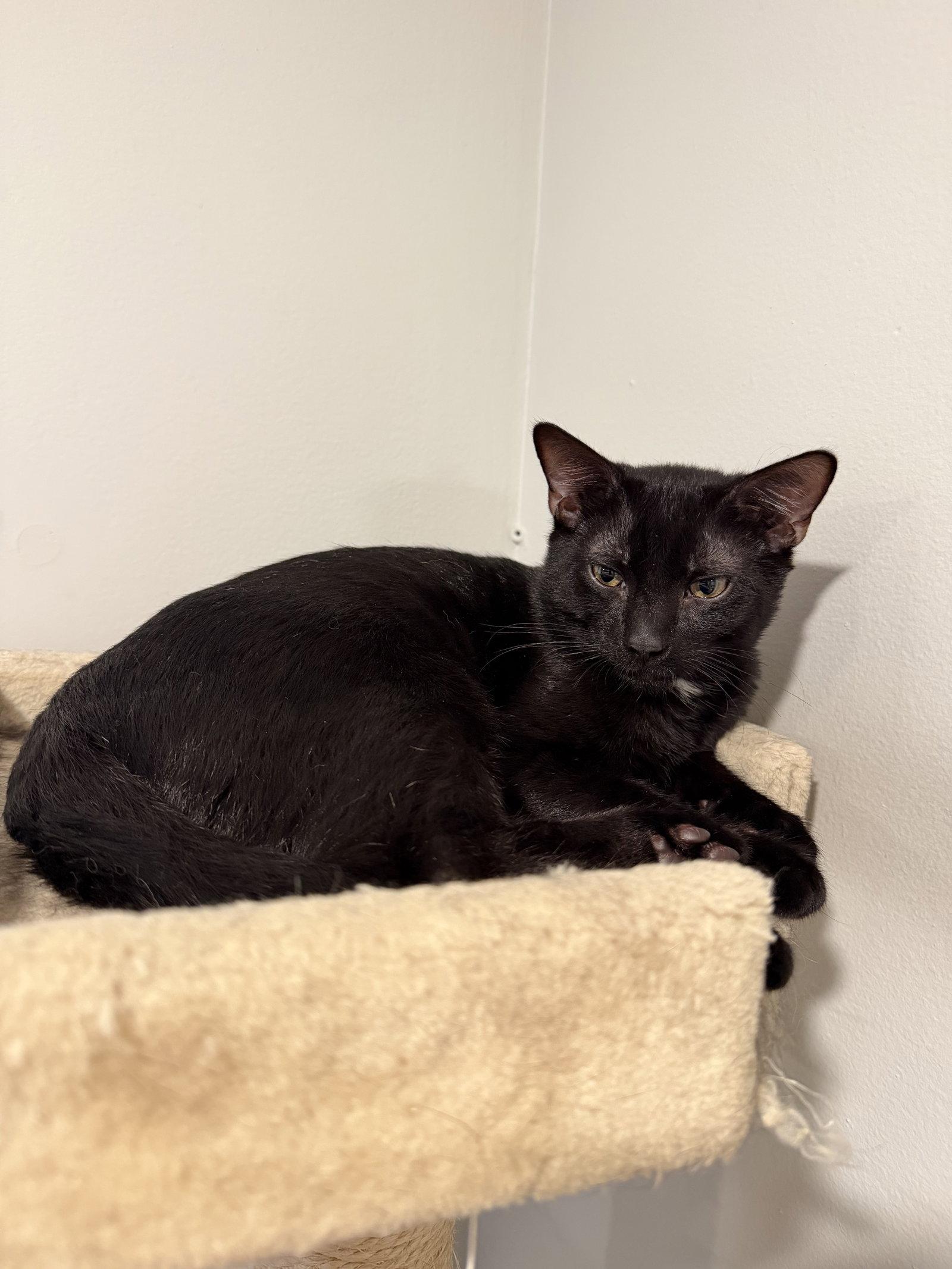 Velour, Adopted, Young Male Domestic Short Hair.