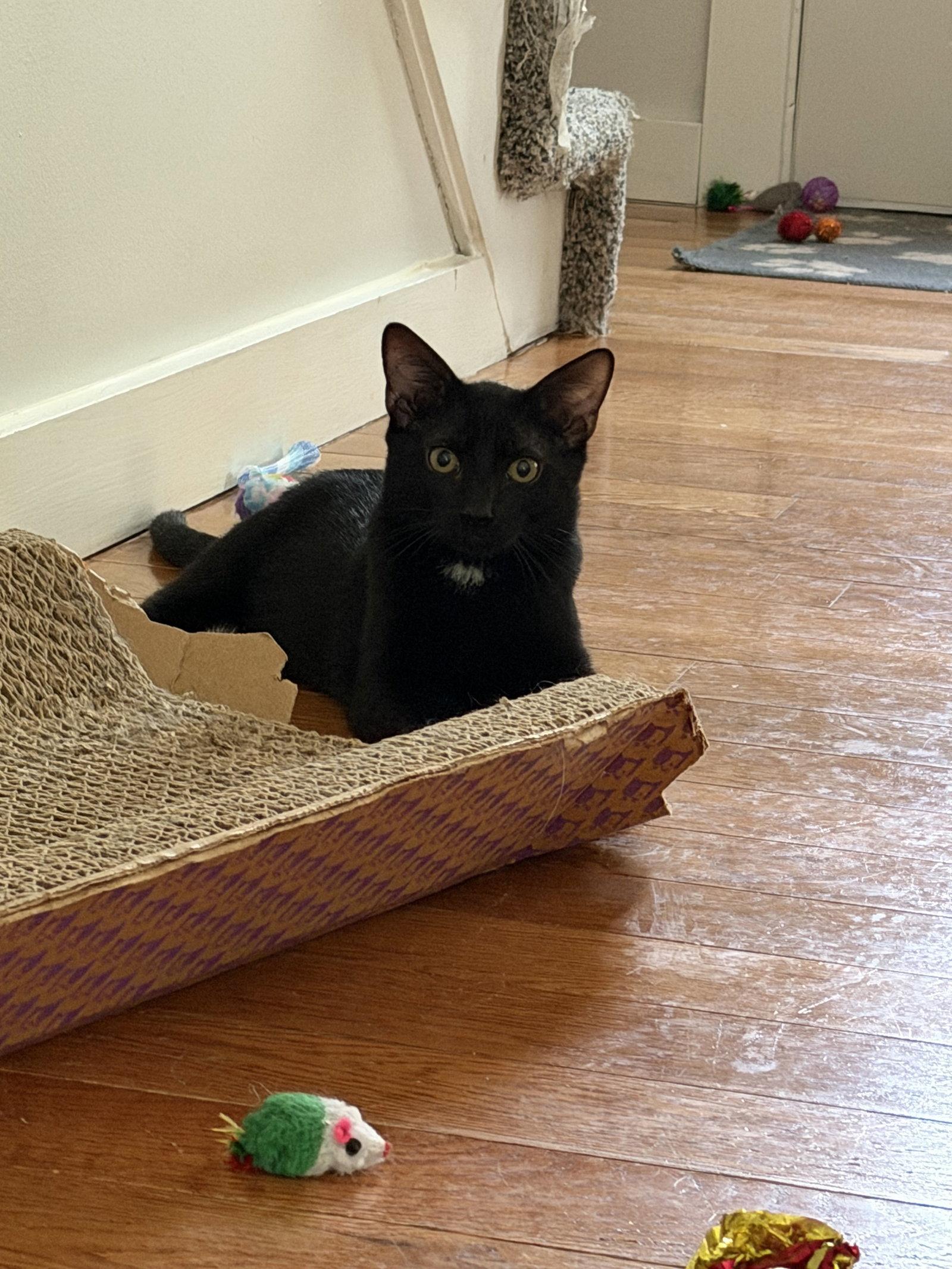 Enlarge Velour, a Adopted Domestic Short Hair in East Derry, NH image 2/2
