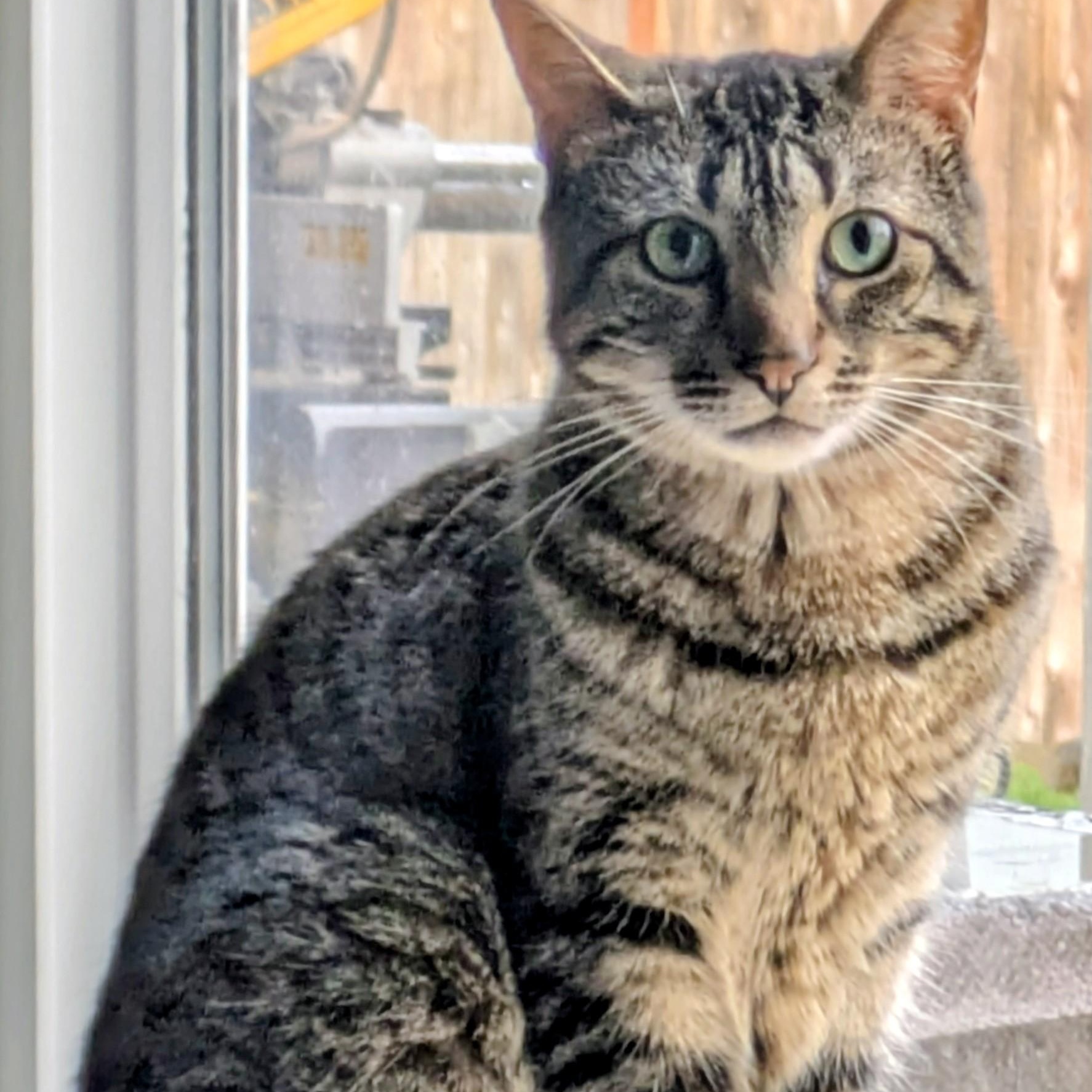 Tiger Tim, ADOPTABLE, Adult Male Domestic Short Hair.