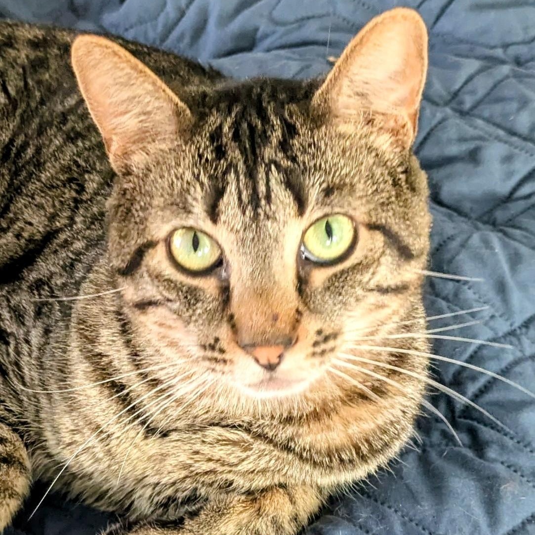 Enlarge Tiger Tim, a ADOPTABLE mixed breed in Silverton, OR image 2/2