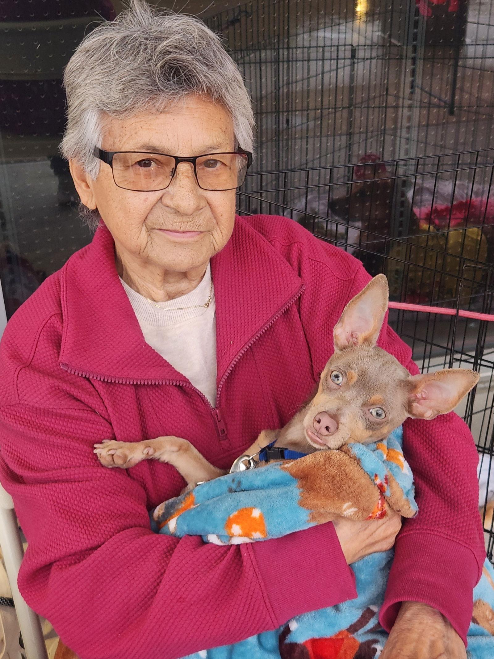 Snoopy, Adoptable, Young Male Chihuahua.