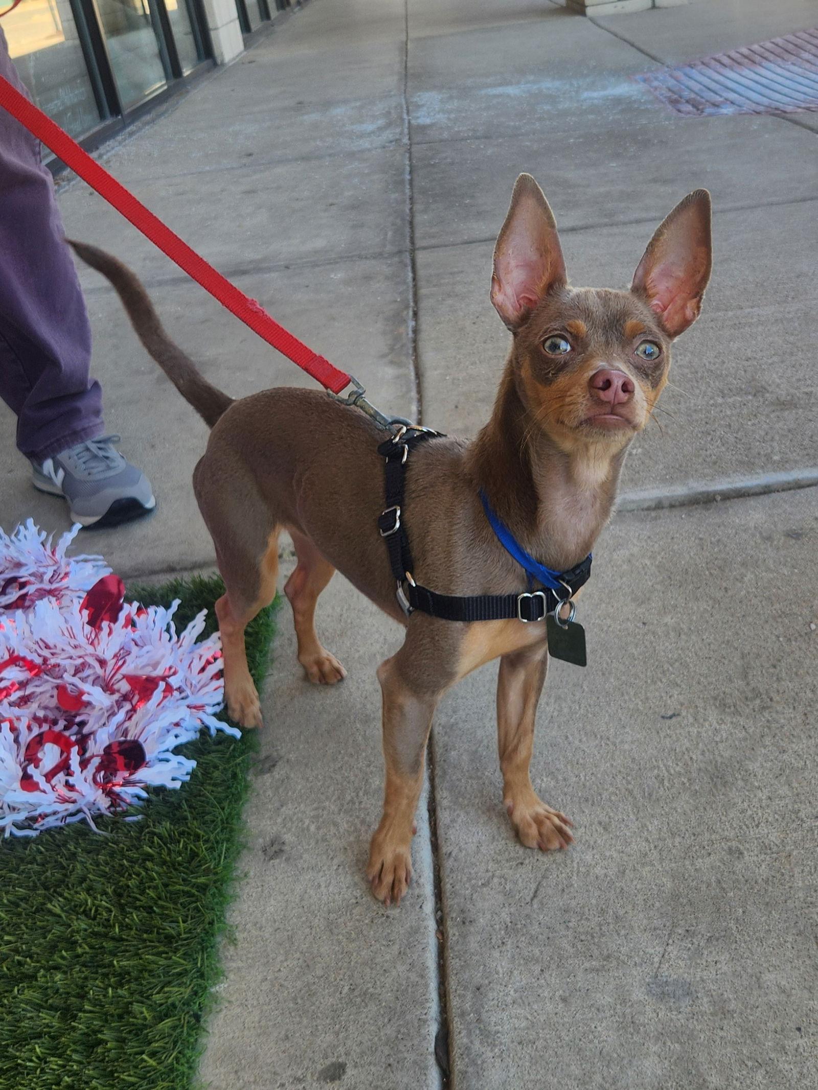 Enlarge Snoopy, a Adoptable Chihuahua in Dallas, TX image 2/3