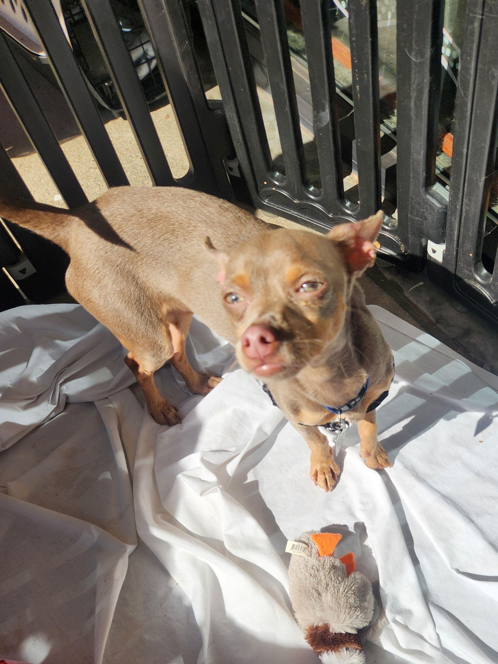 Enlarge Snoopy, a Adoptable Chihuahua in Dallas, TX image 3/3