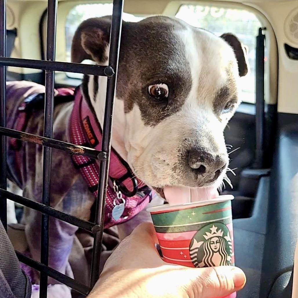 Dalilah, Adoptable, Adult Female American Staffordshire Terrier & Pit Bull Terrier.