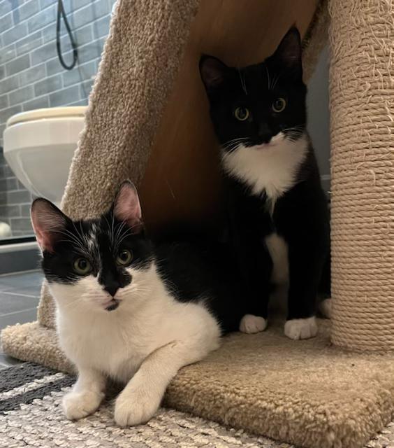 Chaucer & Doyle: Two Dapper Gentlemen , a ADOPTABLE Domestic Short Hair in Stamford, CT image 3/5