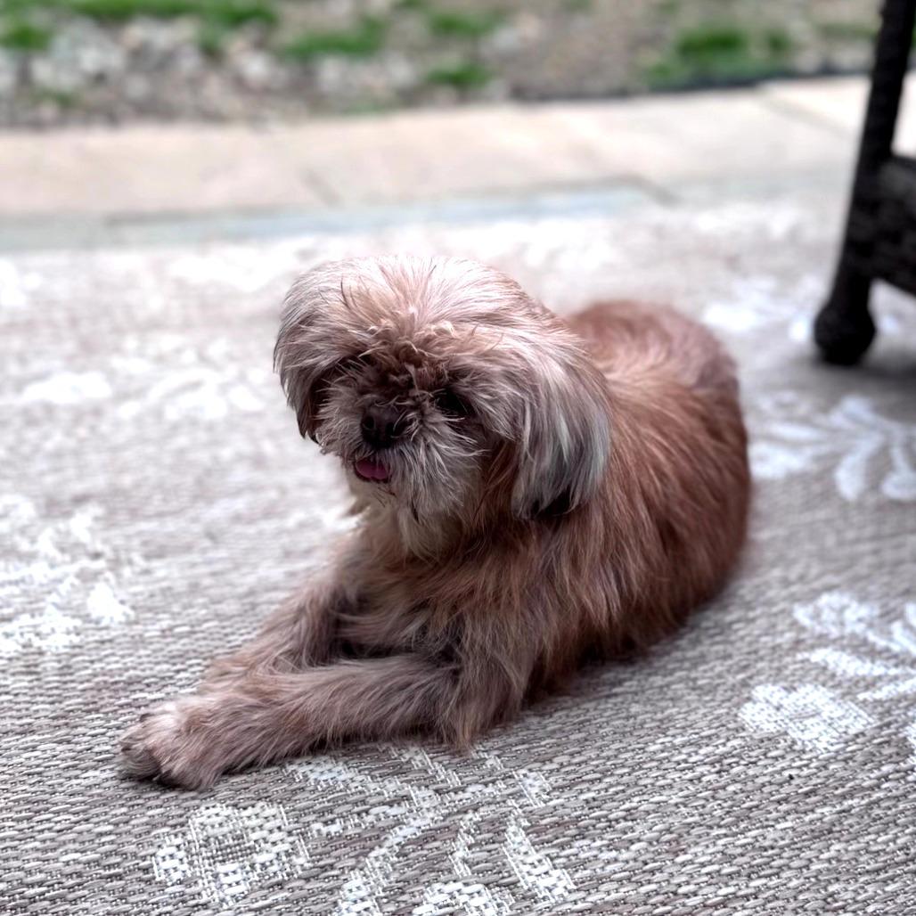Jayna, Adoptable, Senior Female Shih Tzu & Mixed Breed.