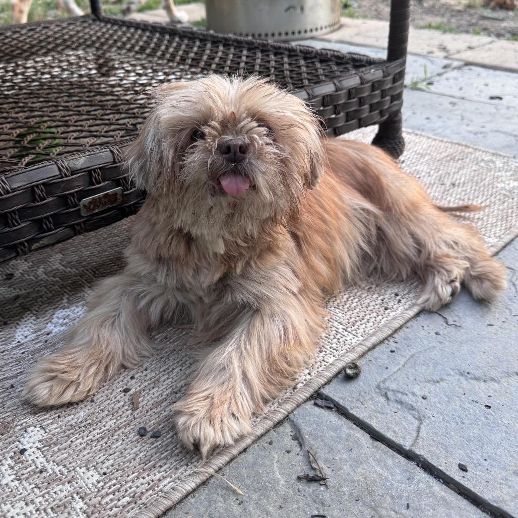 Enlarge Jayna, a Adoptable Shih Tzu in Durham, NC image 2/6