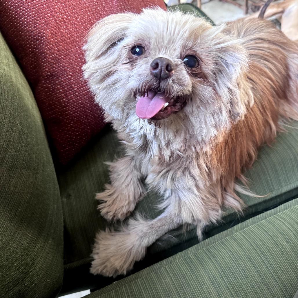 Enlarge Jayna, a Adoptable Shih Tzu in Durham, NC image 3/6