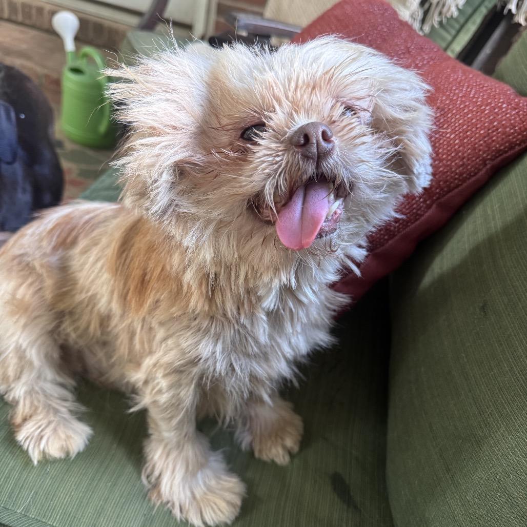 Enlarge Jayna, a Adoptable Shih Tzu in Durham, NC image 4/6