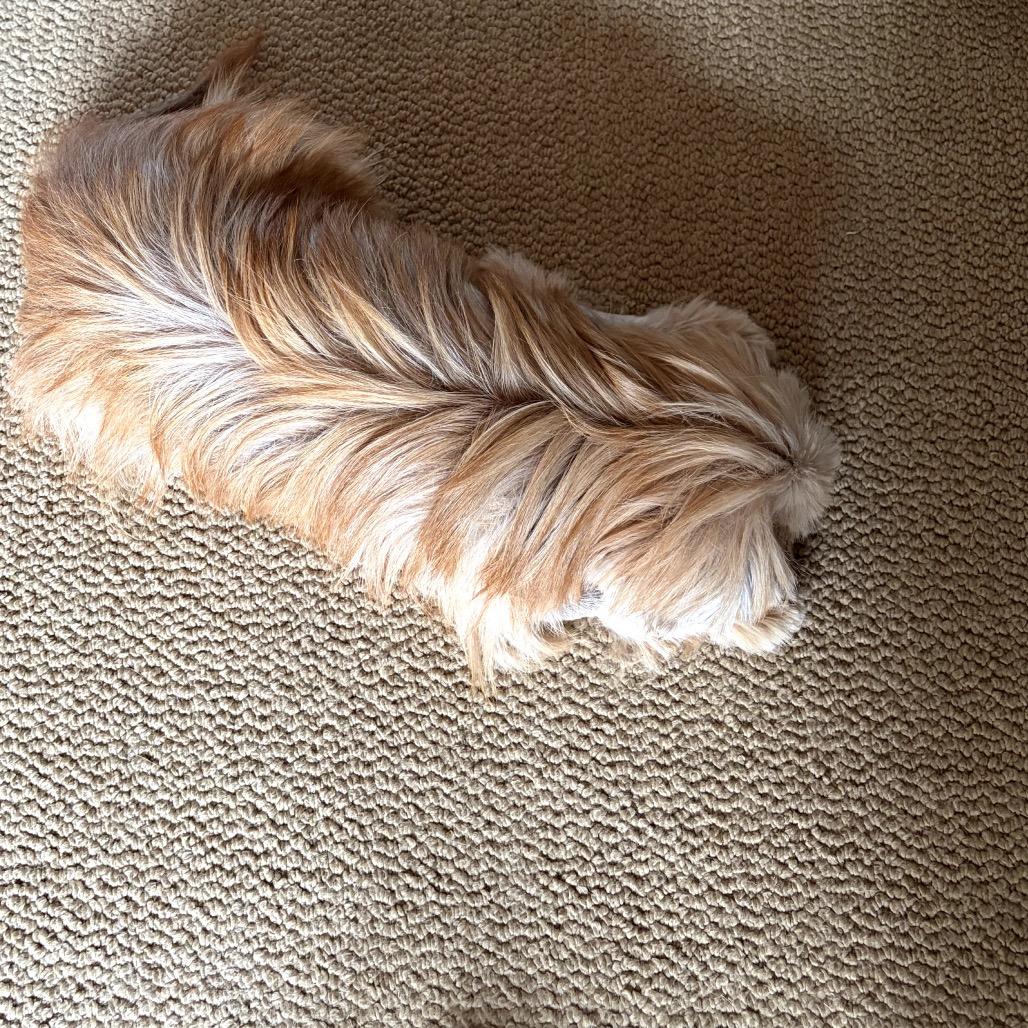 Enlarge Jayna, a Adoptable Shih Tzu in Durham, NC image 5/6