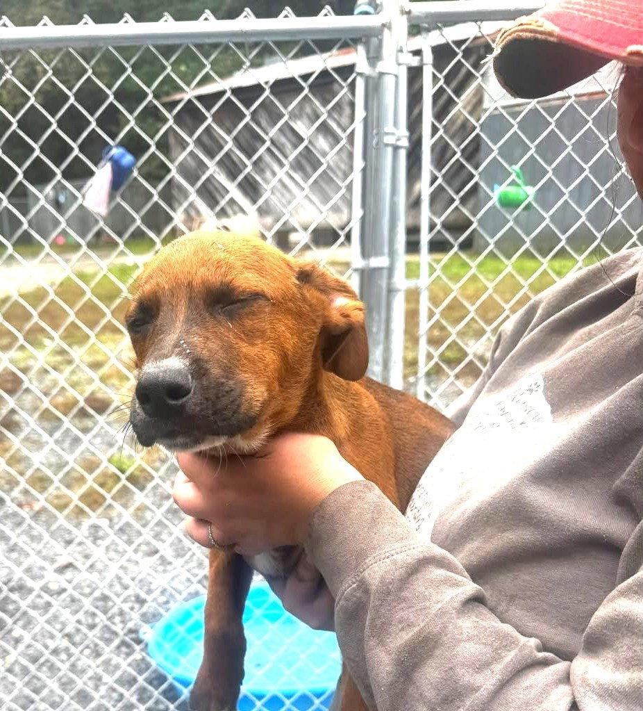 Enlarge Grumpy (13wo, 20lbs), a Adoptable Hound in Hinton, WV image 1/2