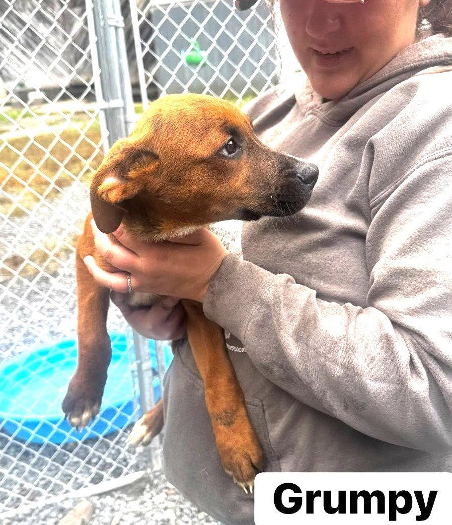 Enlarge Grumpy (13wo, 20lbs), a Adoptable Hound in Hinton, WV image 2/2