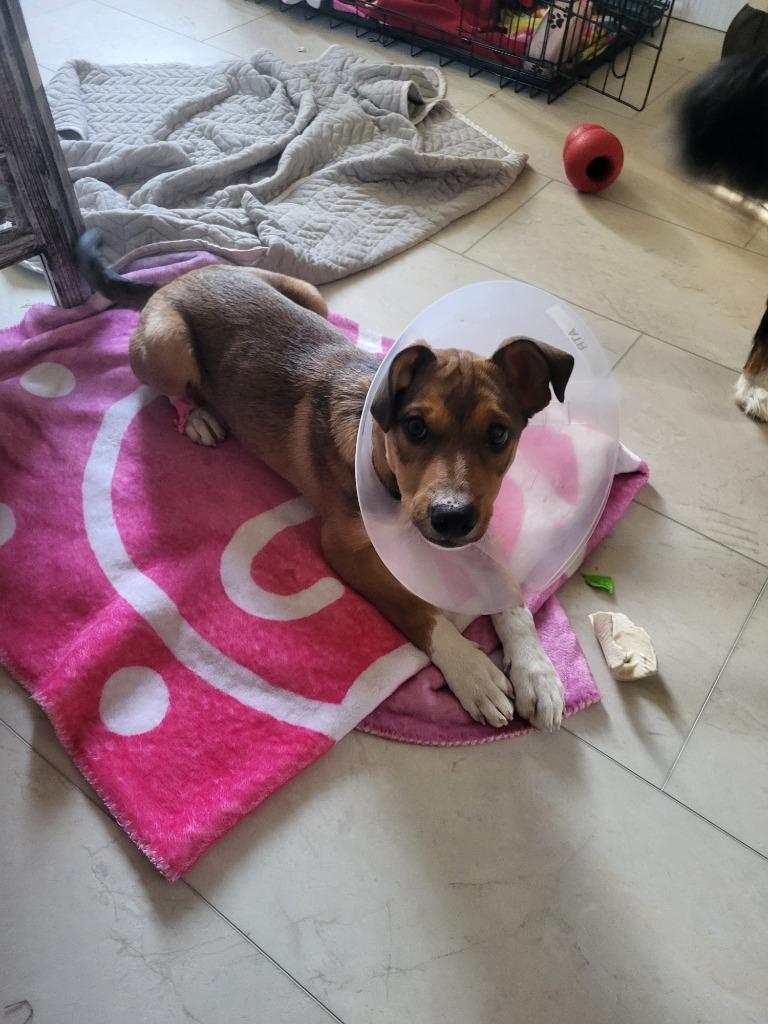 Almond, Adoptable, Puppy Female Collie & Shepherd.