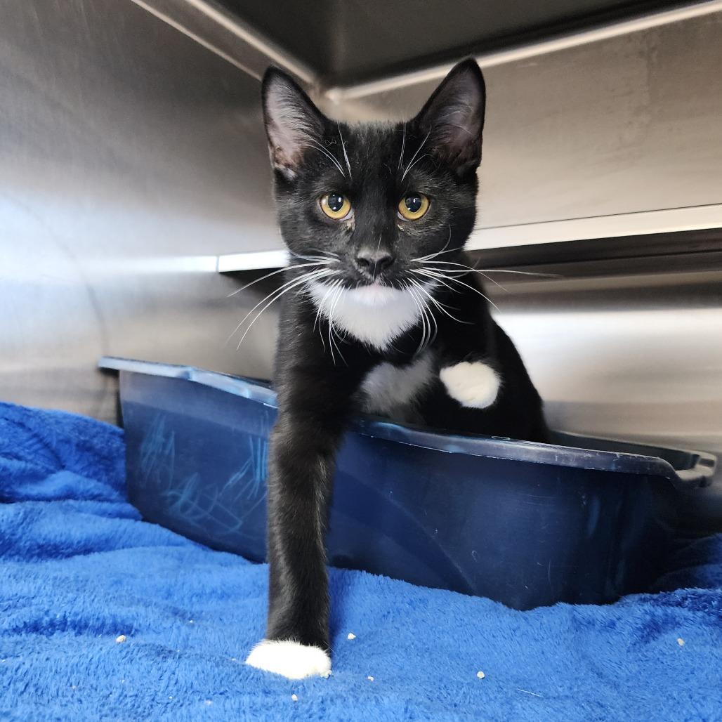 Lawrence, Adoptable, Kitten Male Domestic Short Hair.