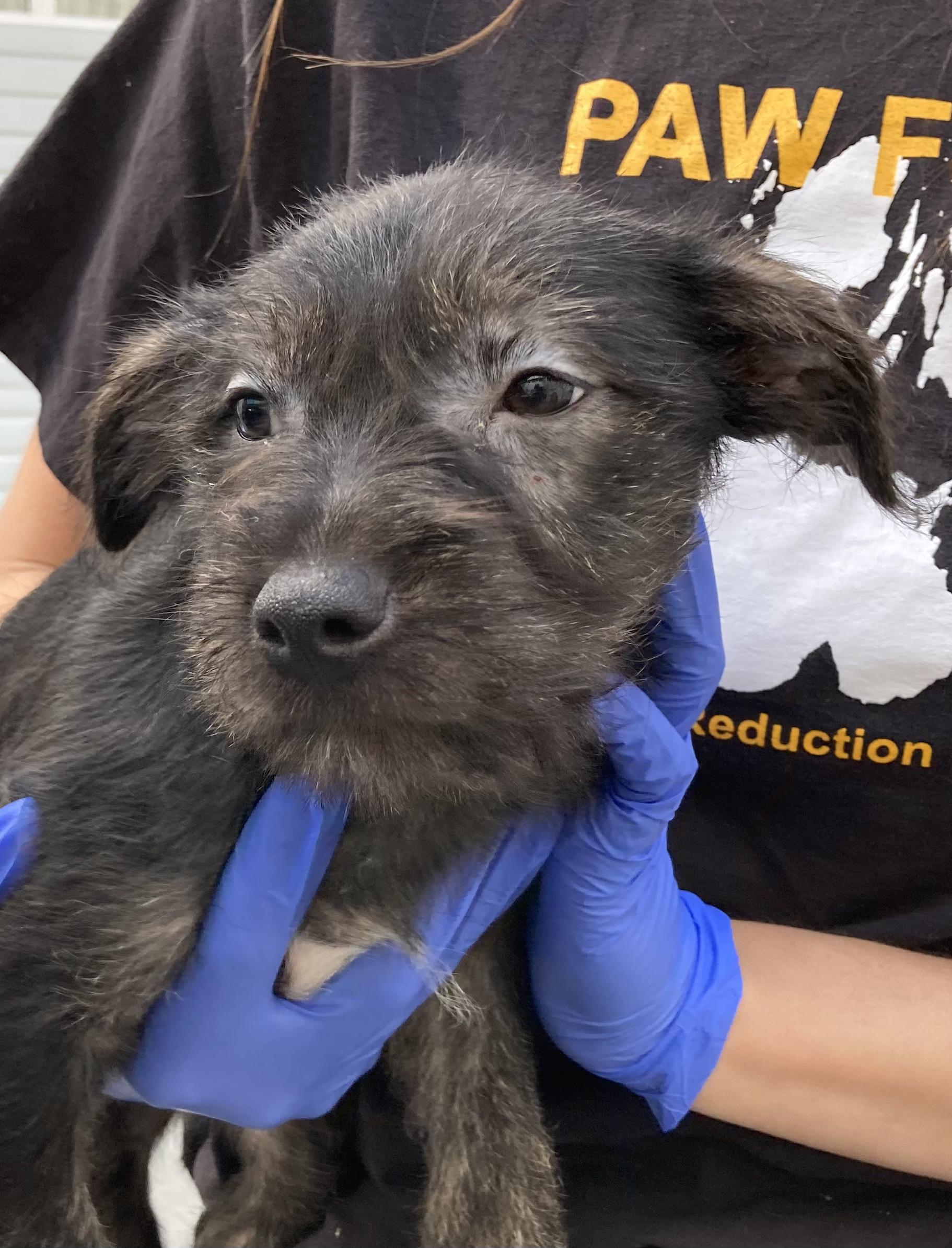 SOSCHI, adopted, Puppy Female Terrier.