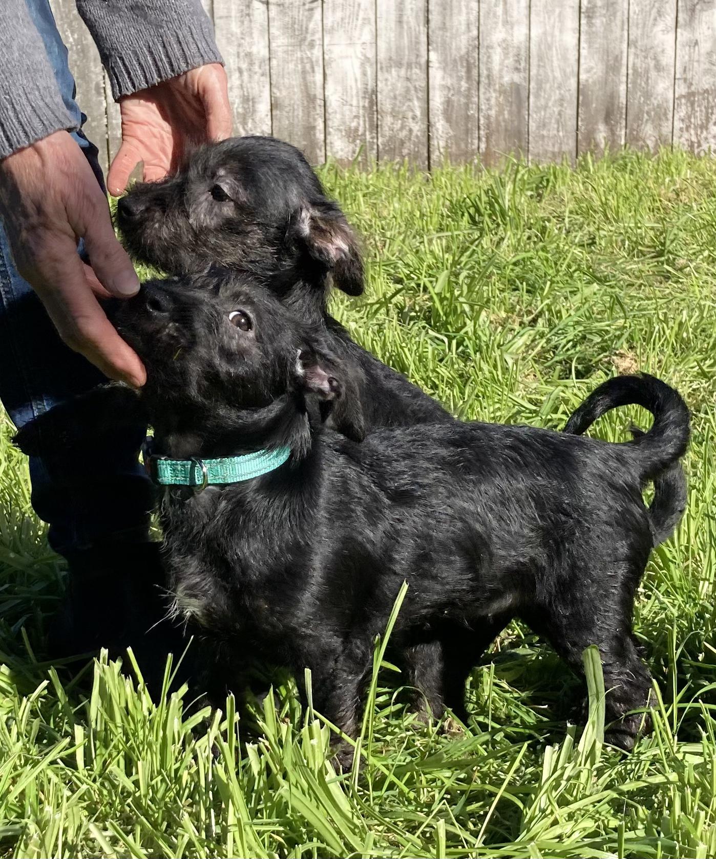 SOSCHI, an adopted mixed breed in Emeryville, CA image 4/5