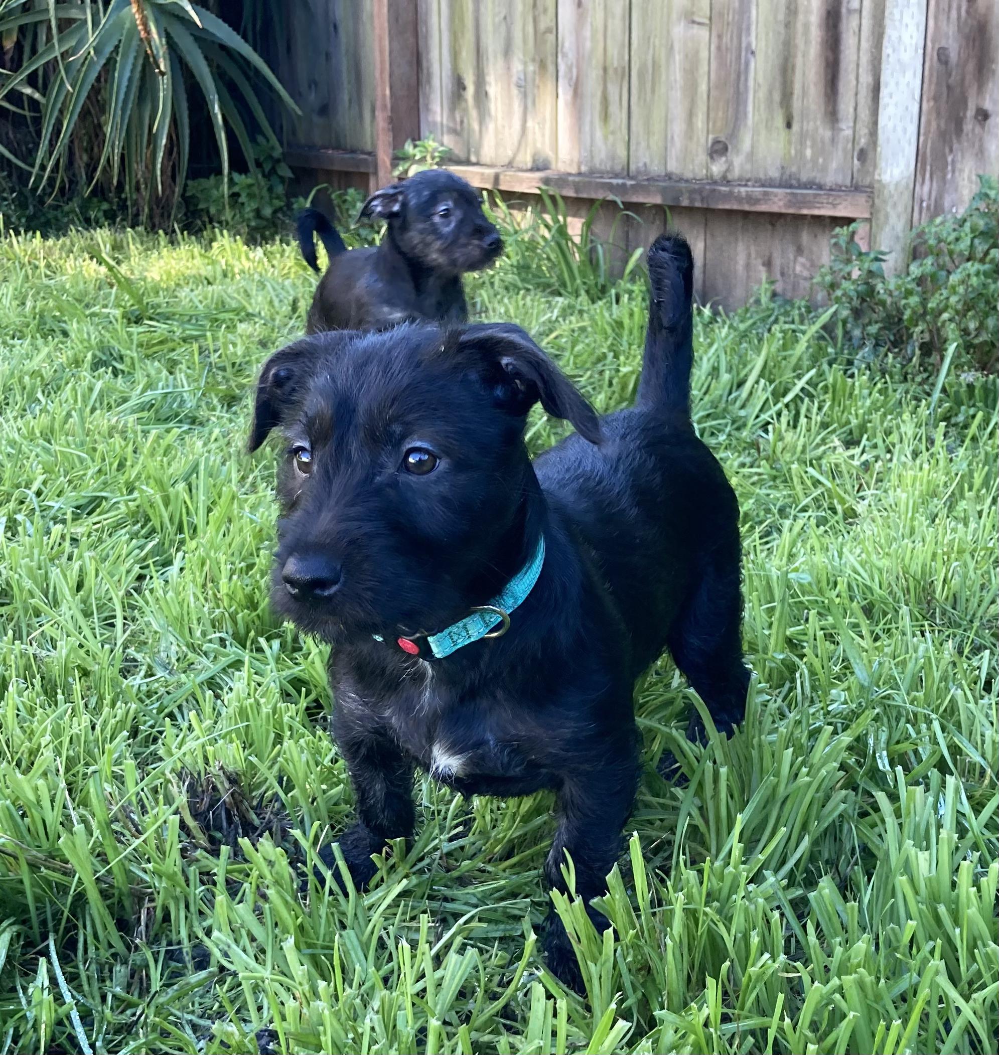 SOSCHI, an adopted mixed breed in Emeryville, CA image 2/5