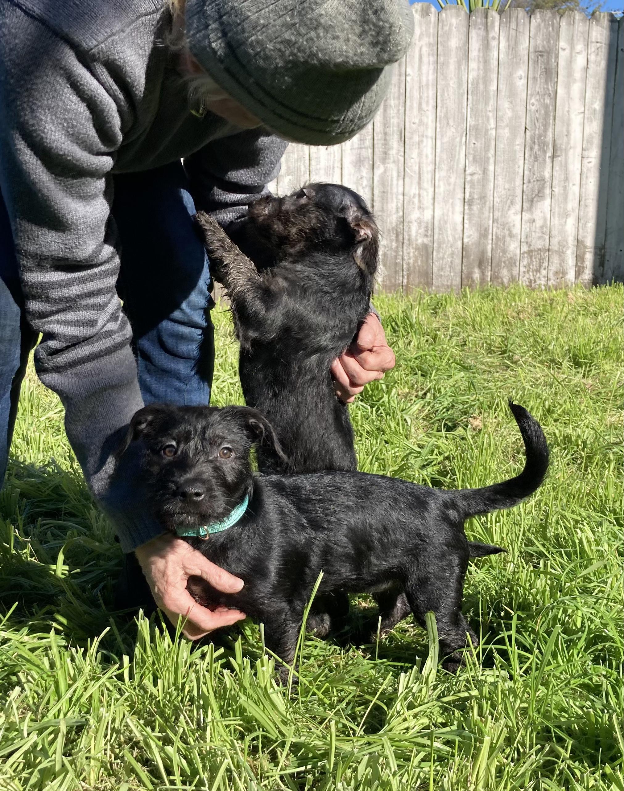 SOSCHI, an adopted mixed breed in Emeryville, CA image 3/5
