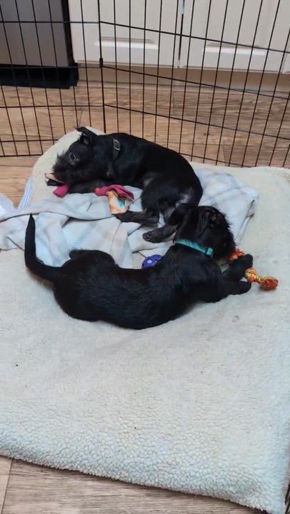 Enlarge SOSCHI, an adopted mixed breed in Emeryville, CA video 5/5