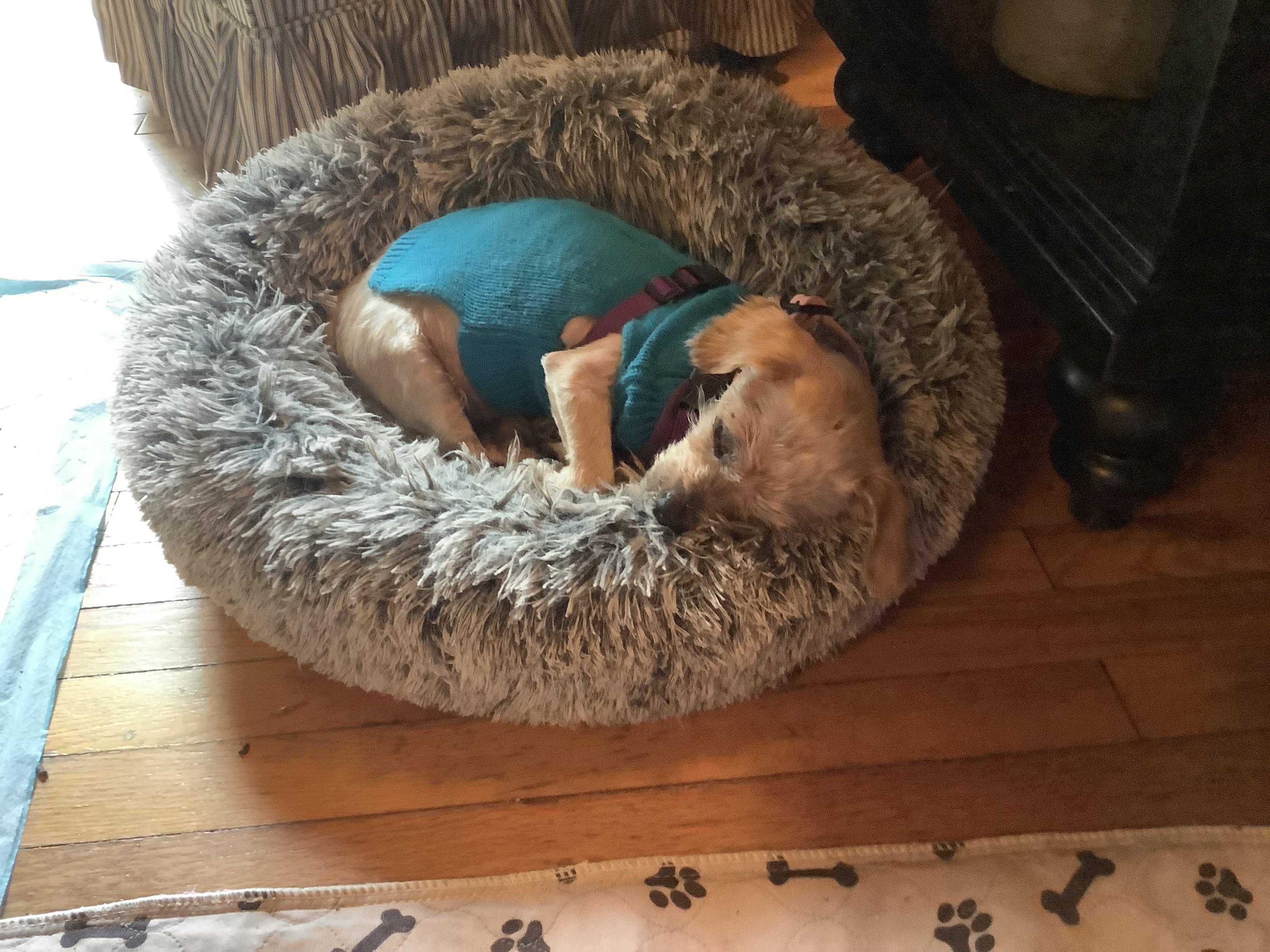Enlarge Taffy, a Adoptable mixed breed in Rockville, MD image 2/5