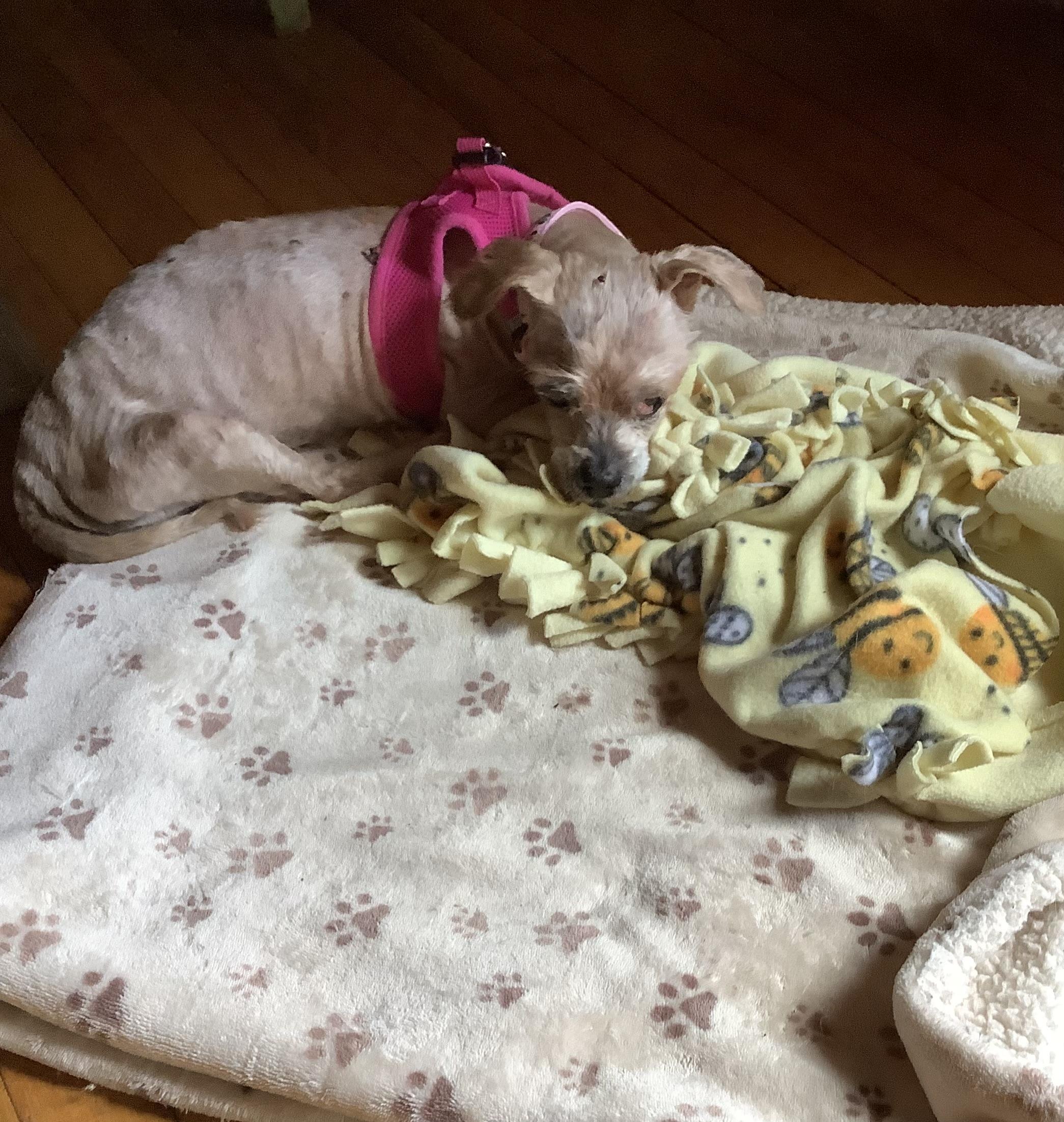 Enlarge Taffy, a Adoptable mixed breed in Rockville, MD image 3/5