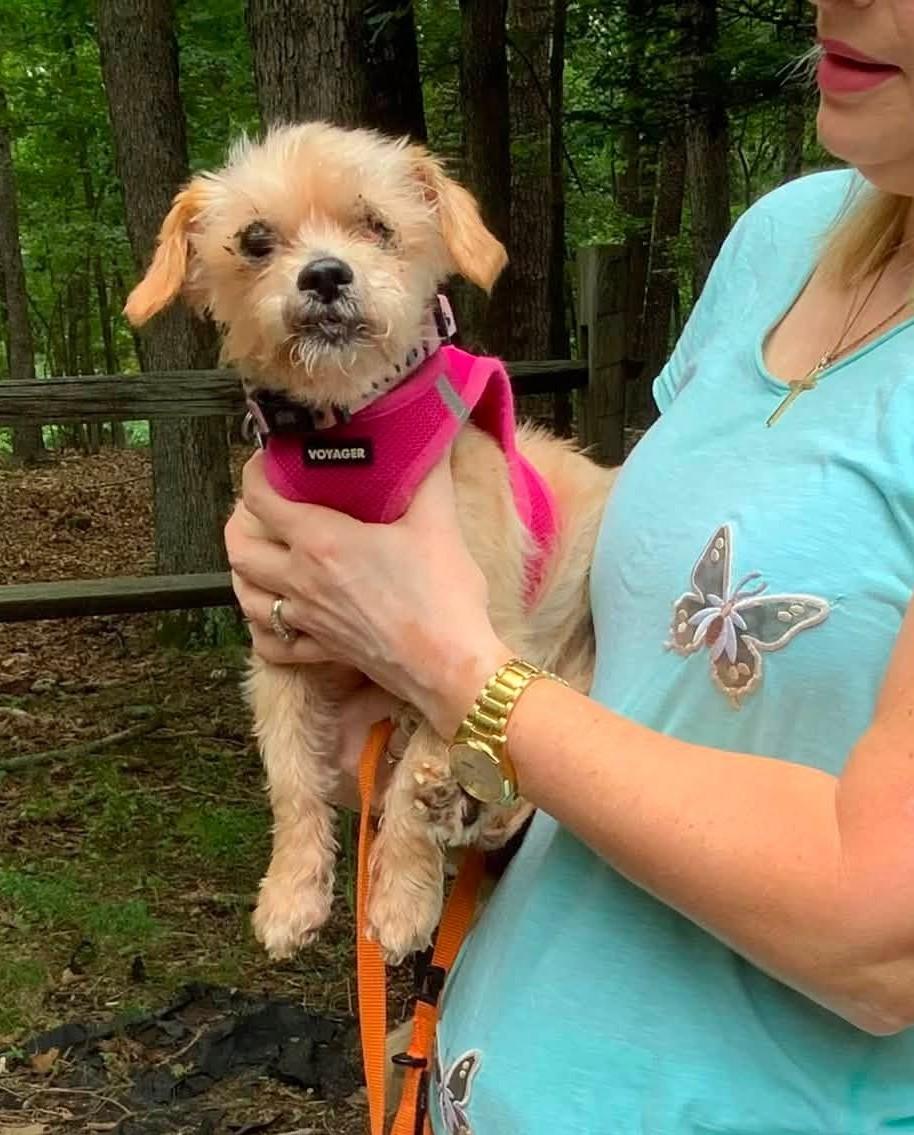 Enlarge Taffy, a Adoptable mixed breed in Rockville, MD image 1/5