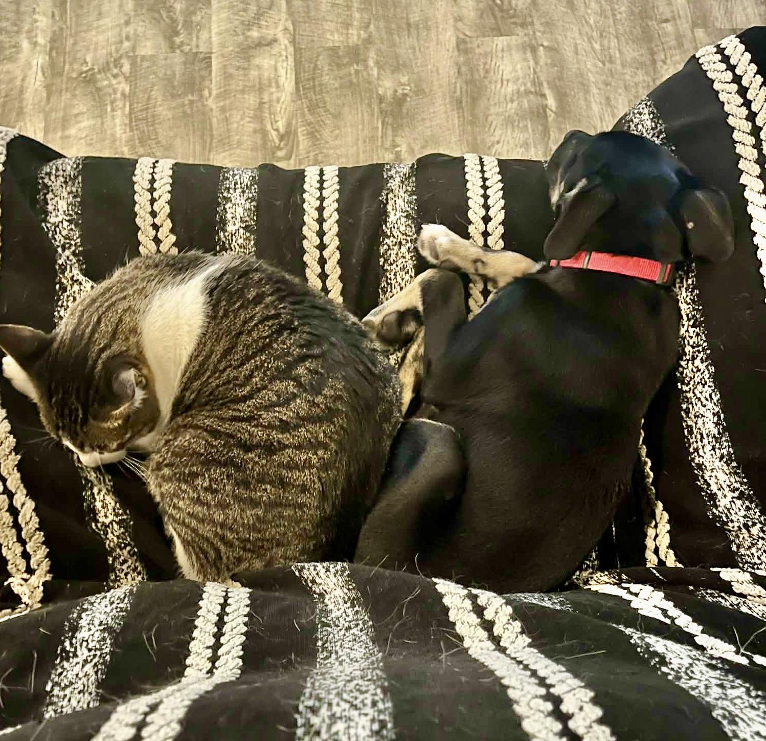 Reggie, a Adoptable mixed breed in Buffalo, NY image 4/6