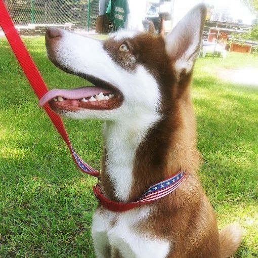Laika, adopted, Young Female Siberian Husky.