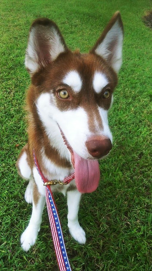 Enlarge Laika, an adopted Siberian Husky in Lake Placid, FL image 2/2