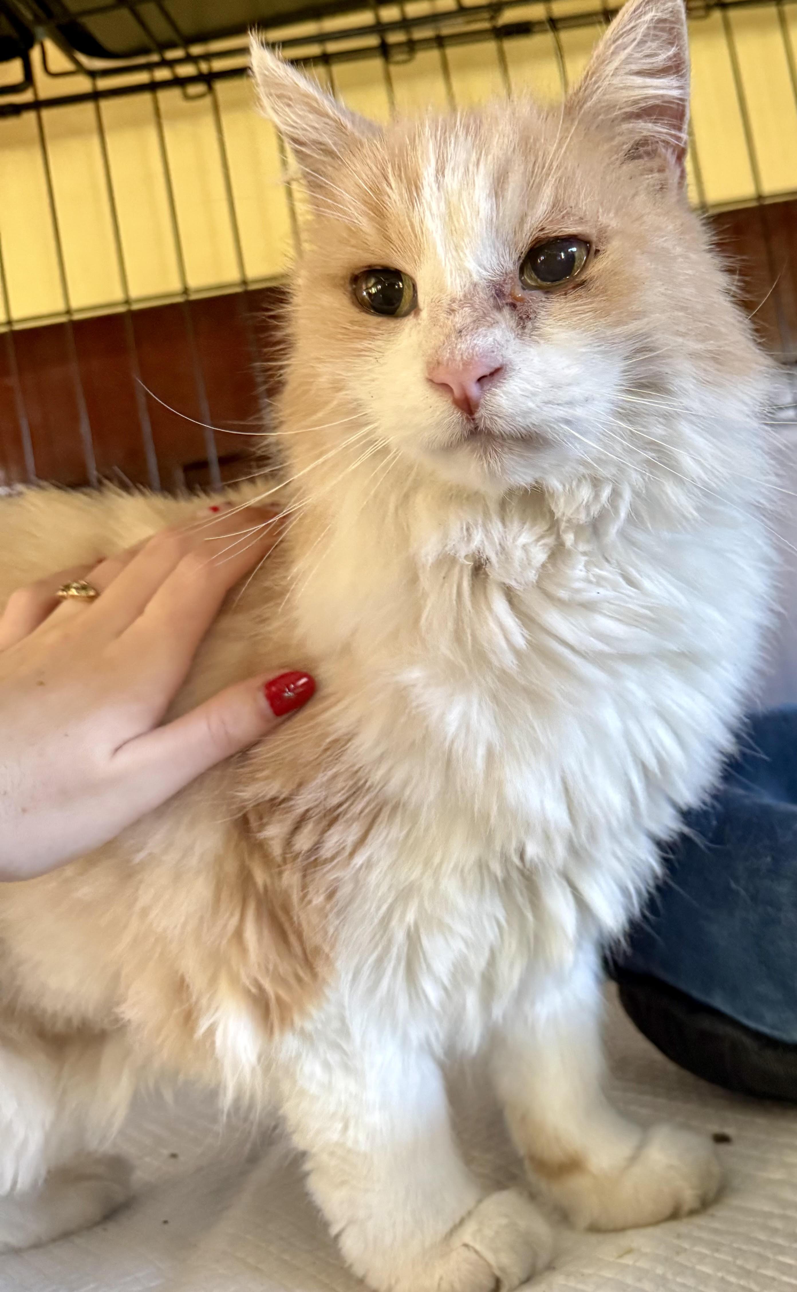 Enlarge Walter, a Adoptable Domestic Long Hair in Long Beach, CA image 1/1