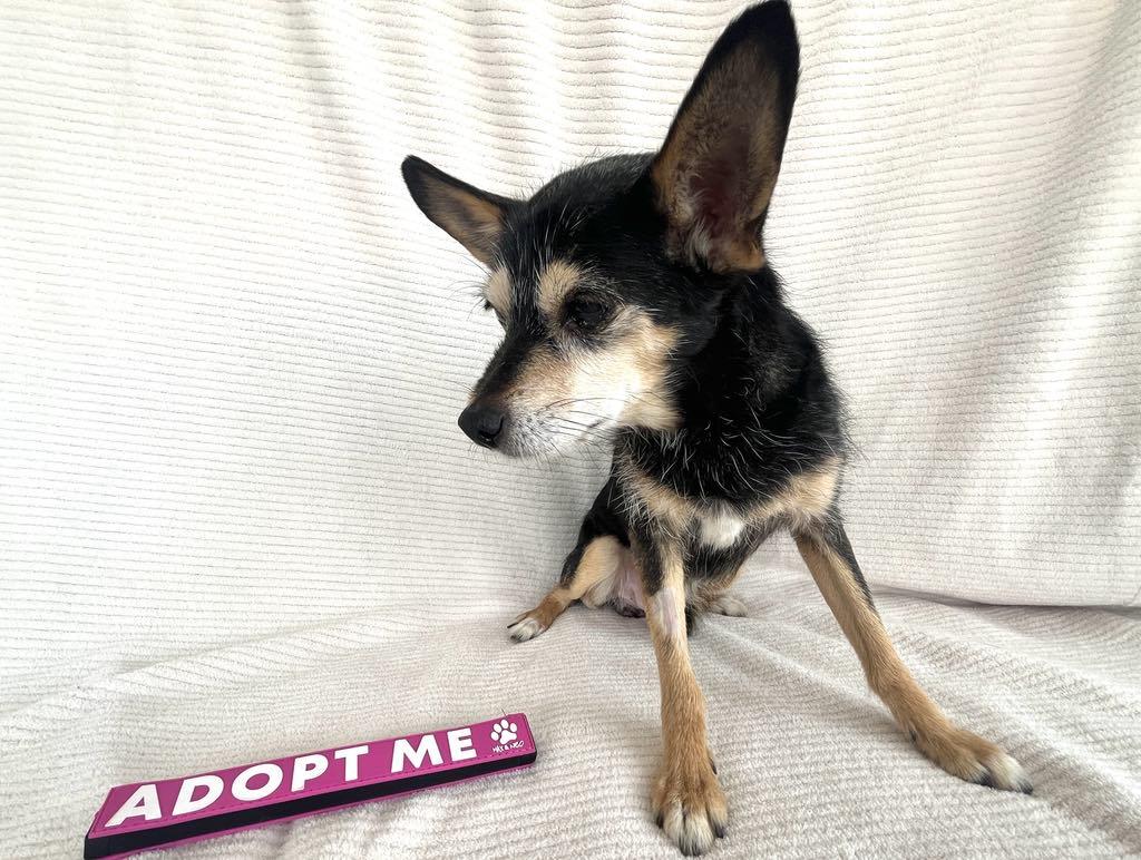 Enlarge Don Juan "DJ", an adopted mixed breed in Redlands, CA image 6/6