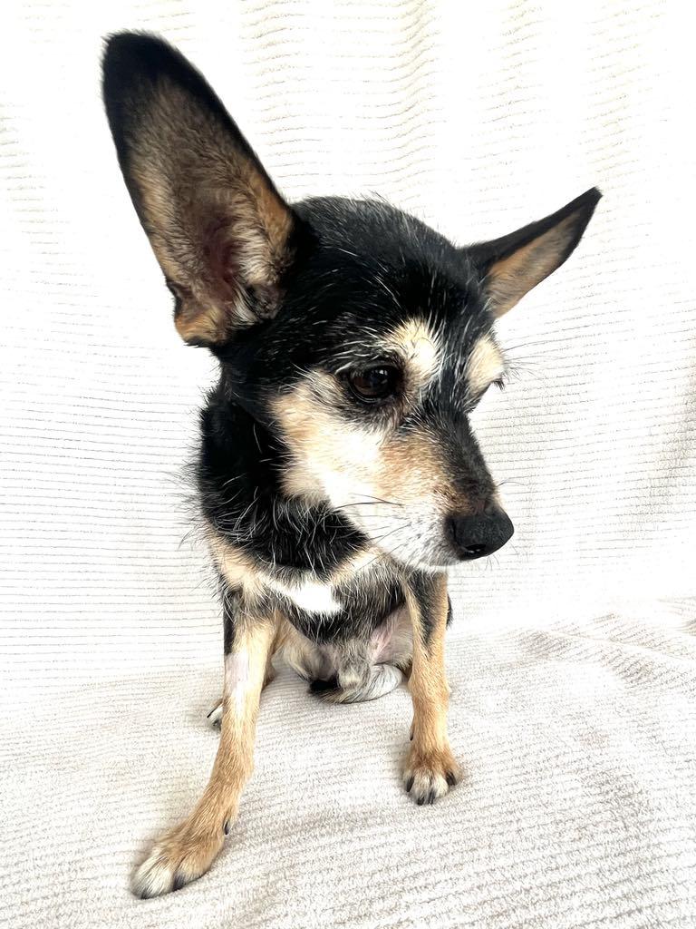 Enlarge Don Juan "DJ", an adopted mixed breed in Redlands, CA image 4/6