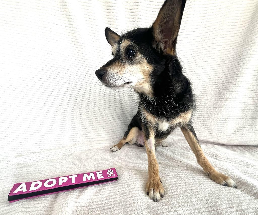 Enlarge Don Juan "DJ", an adopted mixed breed in Redlands, CA image 3/6