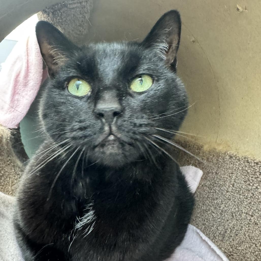 Carlos Despacito Meowiguez, a Adoptable Domestic Short Hair in Ashland, MA image 1/3